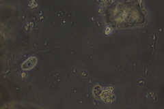 Anisonema acinus