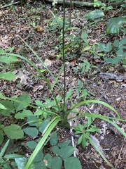 Melanthiaceae