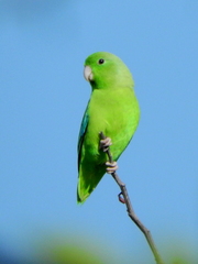Green-Rumped Parrotlet photo 5
