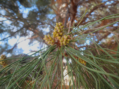 Pinus brutia eldarica