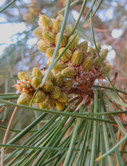 Pinus brutia eldarica