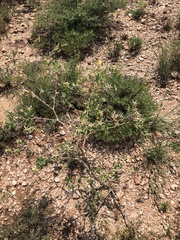 Mentzelia reverchonii