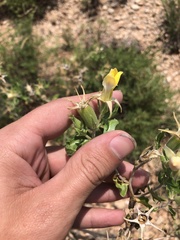 Mentzelia reverchonii