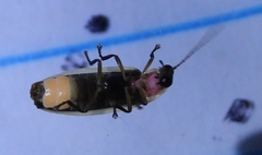 Photinus sabulosus