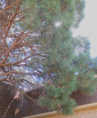 Pinus brutia eldarica