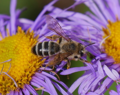 Cnemidandrena