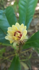 Eupomatia bennettii