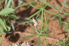 Diastictis sperryorum