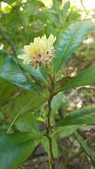 Eupomatia bennettii