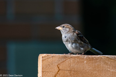 Passer domesticus