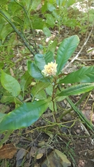 Eupomatia bennettii