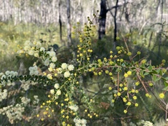 Acacia hubbardiana