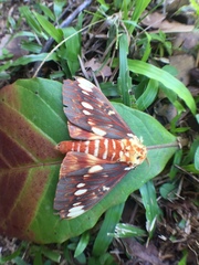 Citheronia beledonon