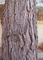 Pinus brutia eldarica