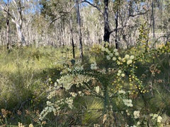 Acacia hubbardiana