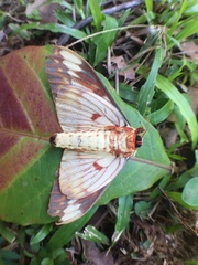 Citheronia beledonon