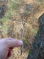 Pinus sabiniana