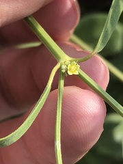 Euphorbia hexagona