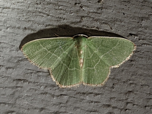 Red-fringed Emerald photo 6