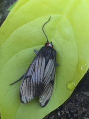 Dysschema leucophaea