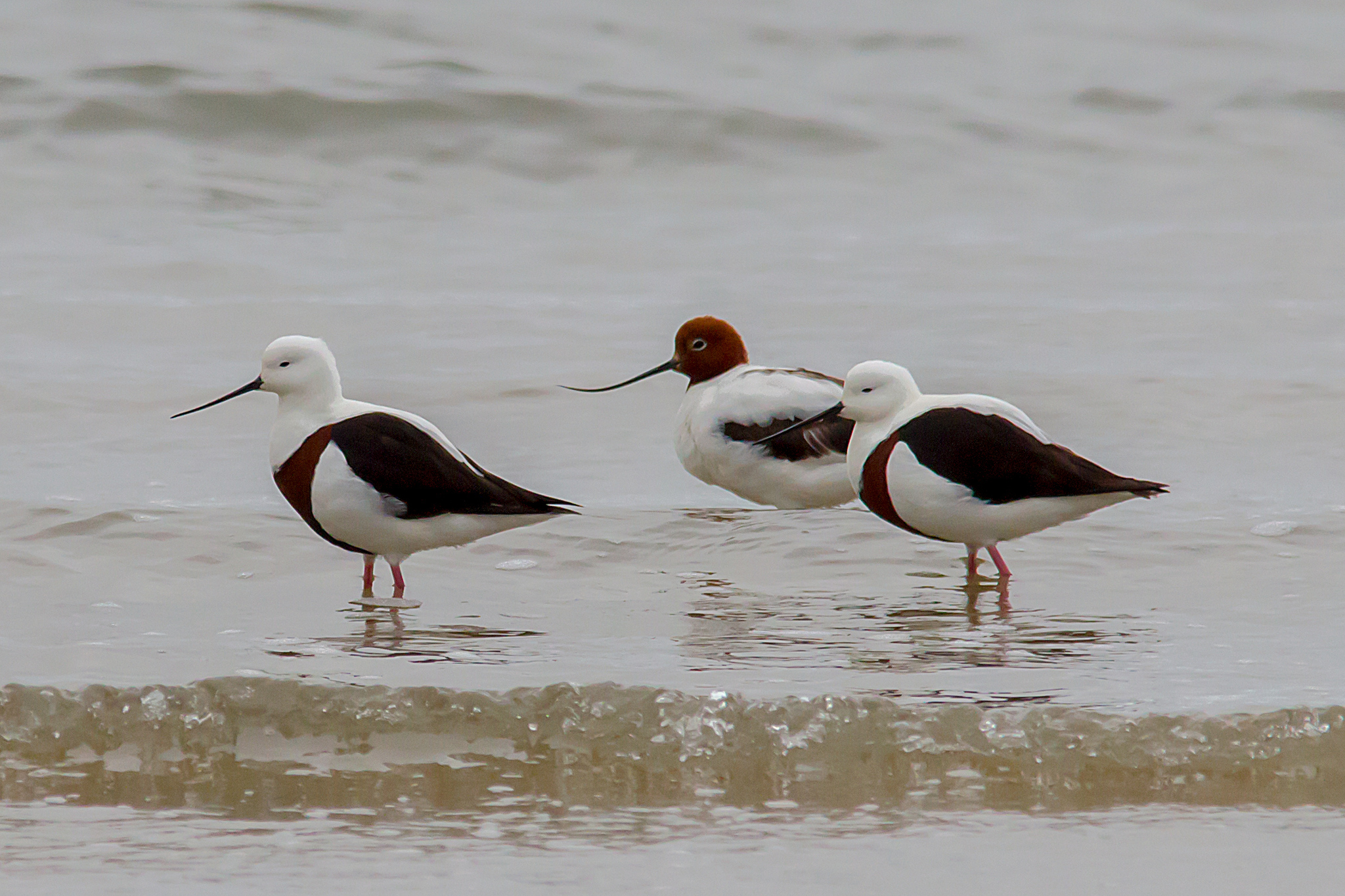 Banded Stilt (Cladorhynchus leucocephalus)