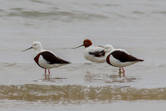 Cladorhynchus leucocephalus