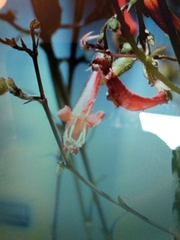 Penstemon rostriflorus