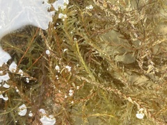 Hippuris vulgaris
