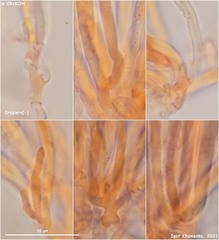 Hymenoscyphus vernus