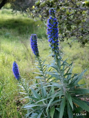 Echium candicans