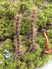Entomophaga maimaiga