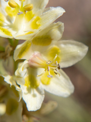 Anticlea elegans elegans