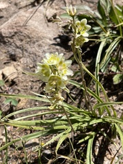Anticlea elegans elegans