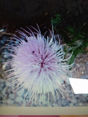 Cirsium wheeleri