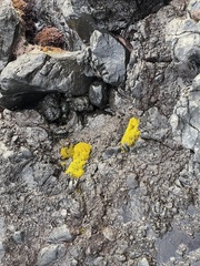 Ahnfeltiopsis concinna