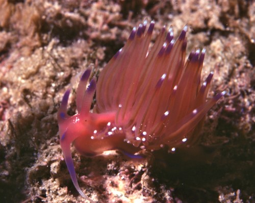 Swimming Cynara (Kynaria cynara)