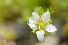 Arenaria serpens