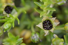 Arenaria serpens