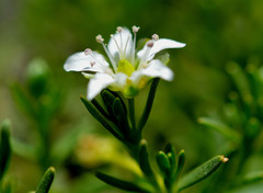 Arenaria serpens