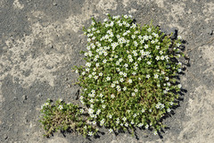 Arenaria serpens