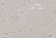 Hymenoscyphus vernus