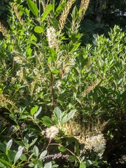 Clethra acuminata