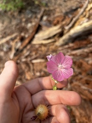 Sidalcea gigantea