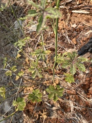 Sidalcea gigantea