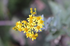 Senecio otites