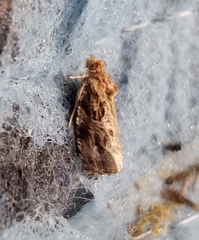 Phaecasiophora confixana