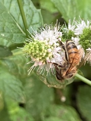 Apis mellifera