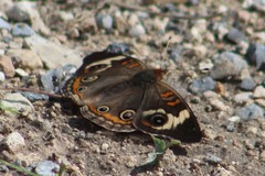 Junonia coenia