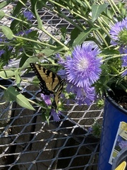Papilio glaucus