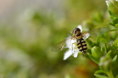 Toxomerus vertebratus